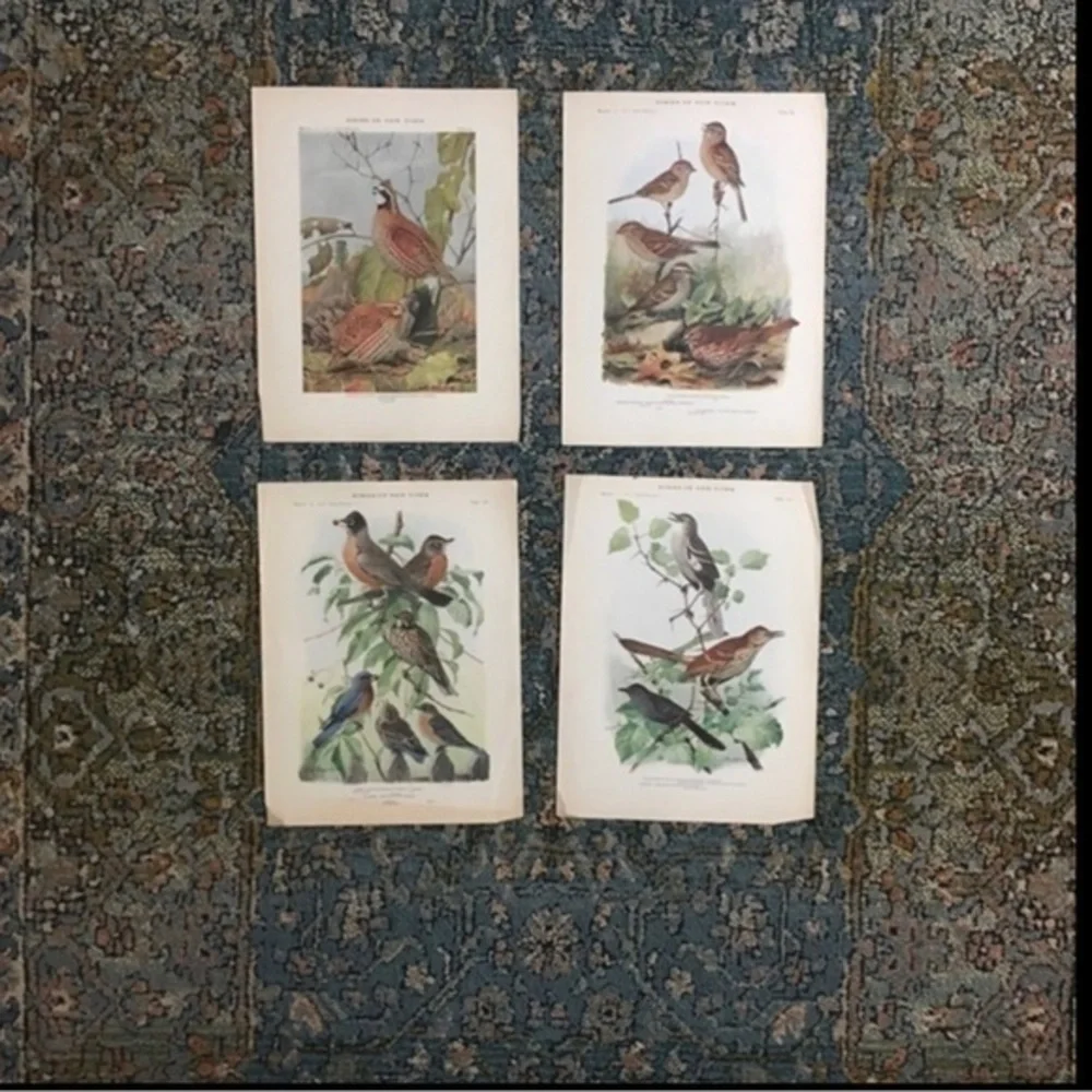 🖤5/$25 Antique Ornithological Bird Print Original 1913 vintage birds